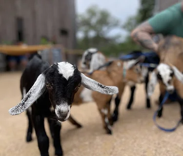 Goat Snuggles with Goat Shenanigans