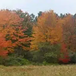 Free Family Friday – Fall Foliage Walk