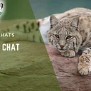 Bobcat Chat