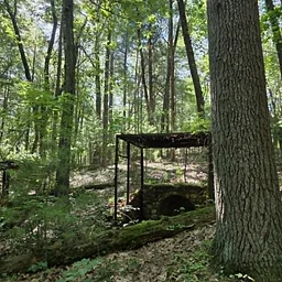Shade Swamp Sanctuary Hike with CT DEEP Habitat Biologist Peter Picone and Gerri Griswold