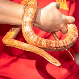 Animal Encounters