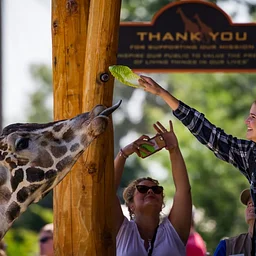 Feed Como’s Giraffes!