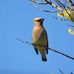 Birds of Duke Farms (Migration Season)