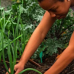 Hearty Landscapes: Foodscaping for Joy, Beauty & Abundance