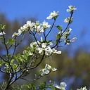 Garden Learning Series – Tree ID