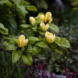 Magnolia Cultivation Talks