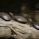 Meet the Turtles with Berkshire County Turtle Rescue