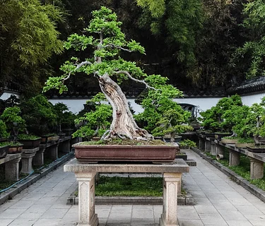 Bonsai for Beginners – March