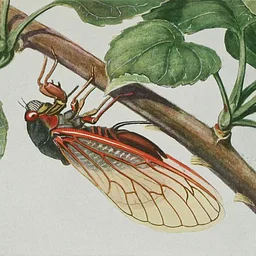 Cicadas: Nature’s Introverted Extroverts with Gerri Griswold