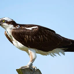 Featured Speaker Raptor Center of Tampa Bay