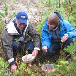 Cranberry Picking at Vermilion