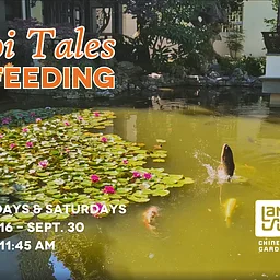Koi Tales & Feeding Time