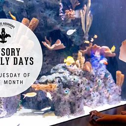 Sensory Friendly Days