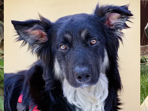Dogs Enjoy Afternoon Reading (D.E.A.R.) (7/12/2026)