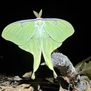 Heroes of the Night: Highlights from Mt. Cuba’s Moth Study (Online)