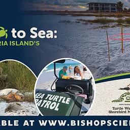 think + drink presents From Nest to Sea: Protecting Anna Maria Island’s Sea Turtles