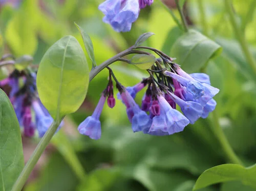 Spring Wildflower Stroll: Early to Mid-season Woodland Beauties