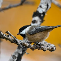 Birding for Beginners