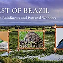 Indiana Audubon 2027 Brazil Birding Tour