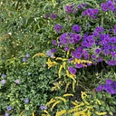 Planting Guide for Fall Color (Online)