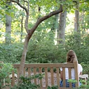 Restorative Nature Writing: Wisdom of Trees