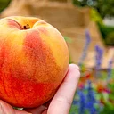 Peach Festival