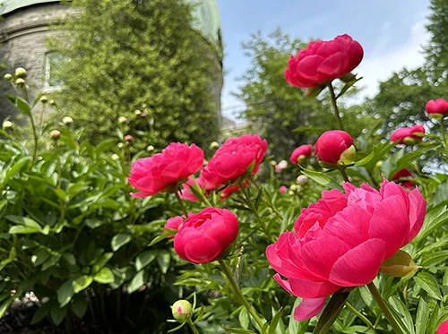 Virtual Lunchtime Tour: Herbaceous Peonies