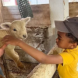 Animal Interactions