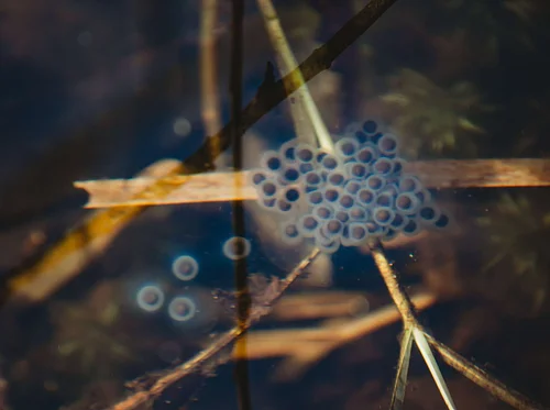 Frozen Frogs, Fairy Shrimp and Jellied Eggs (Hingham)
