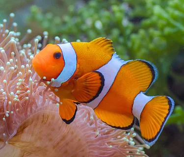 Summer Camp: Reef to Deep