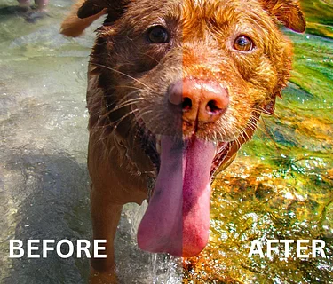 See the Light: A How-To Photography Afternoon with Will van Overbeek