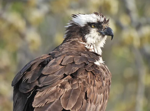 Friday Morning Birders - Hallock State Park