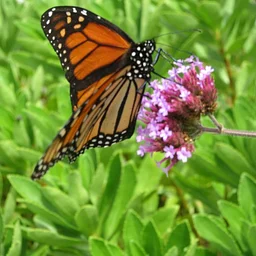 Butterfly Walk, August 29