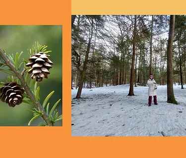 Winter Forest Bathing and Tai Chi with Mary Hannah Parkman