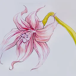 Botanical Drawings: a 4-part Series