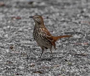 Plantation Preserve Birding