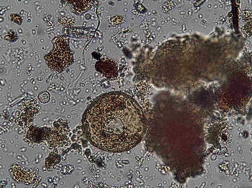 Soil Microscopy Training