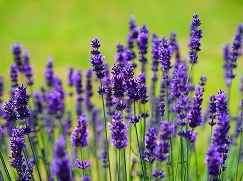 Aromatherapy Workshop: Essential Oils for Sleep & Relaxation with Garden Herbs