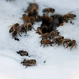 Sustainable Beekeeping in Alaska