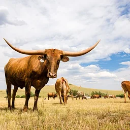 Texas Land Transfer Regional Forum (Webinar)