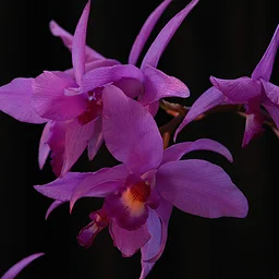 Triangle Orchid Society Fall for Orchids Show
