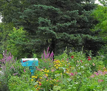 Sustainability at Home: Choosing Native Plants for Your Space