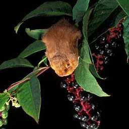 NEC Drop-in: Beneficial Bats
