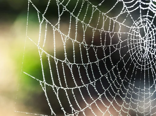 Shhhh! Secrets of the Forest: A Nature Mystery Camp July 13th-17th