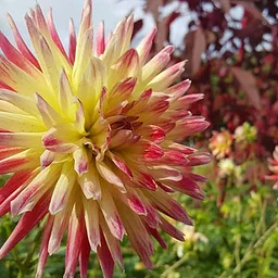 PLANT SHOWS & SALES