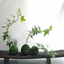 Kokedama: Learn to make your own Japanese Floating Garden