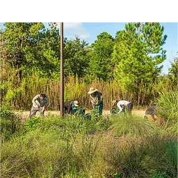 Volunteer with Memorial Park Conservancy