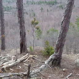 Historical Fire Regimes of the Northeast and Modern Fire Management Implications