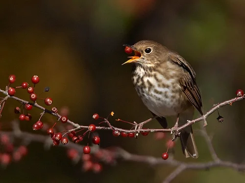 Inviting Wildlife into the Garden: Hybrid Learning