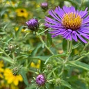 Native Plant Sale
